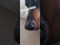 문지기 도베르만 착해도 너무착해#도베르만#강아지훈련#새끼강아지#사냥개
