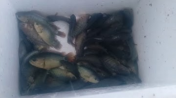 trúng ổ cá rô giật sướng tay - Câu cá rô trên ruộng lúa, câu cá rô