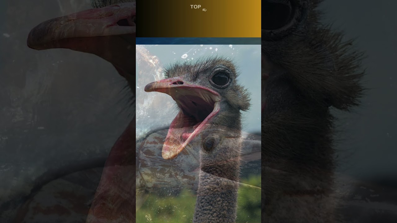 Top 10 animals with the largest eyes.