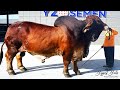 1239 kg Red brahman bull