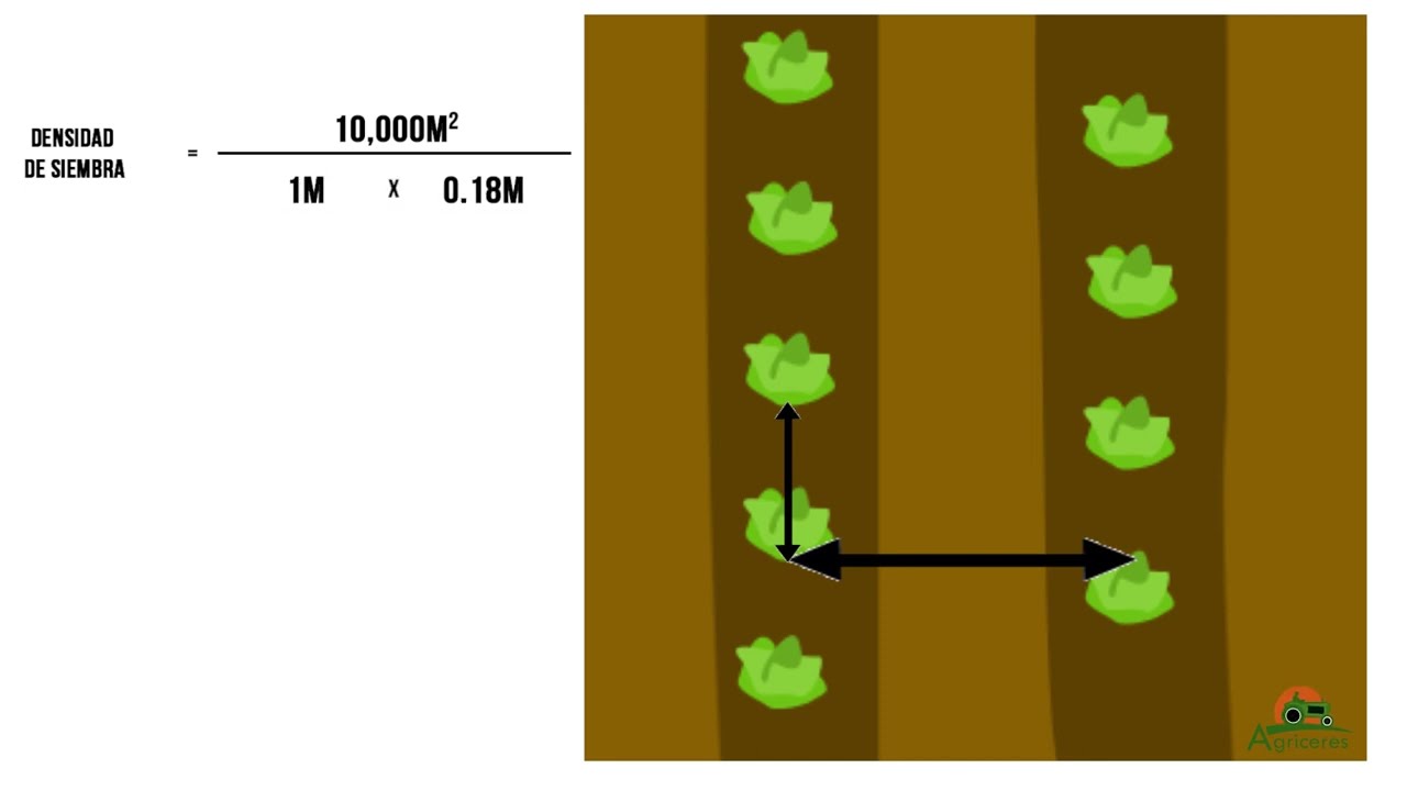 Calculo De La Densidad De Siembra www.youtube.com