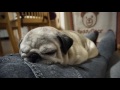 飼い主のおしりで熟睡するパグ！Pug