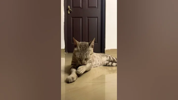 Video 10645771: cat kitten kitty cutecat, kitten cutecat funny kitty, cat kitten kitty cute, cute cat shower