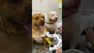 Banho em casal de PIT BULL