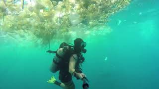 Waste waters: Plastic trash chokes Bali's sea