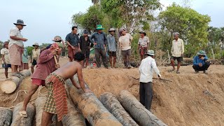 ញ៉ាកសាច់អ្នកភូមិនេះ ខ្លាំងៗមែនអូសដើមត្នោតដោយកំលាំងបាយ...