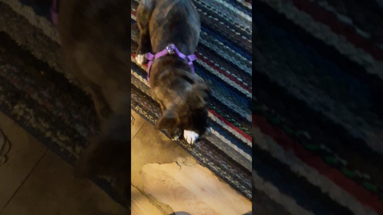 Brindle... 3/4 pitbull 1/3 lab... Training great dog...