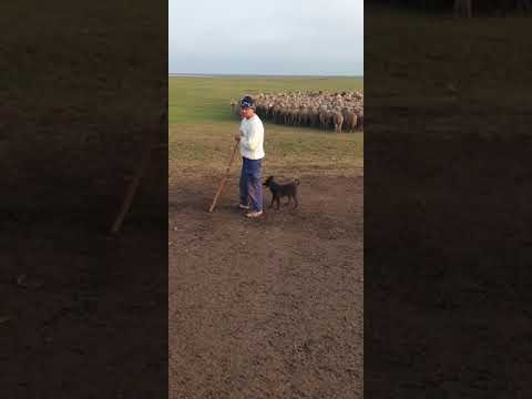 Video: Cum Să Antrenezi Un Cioban