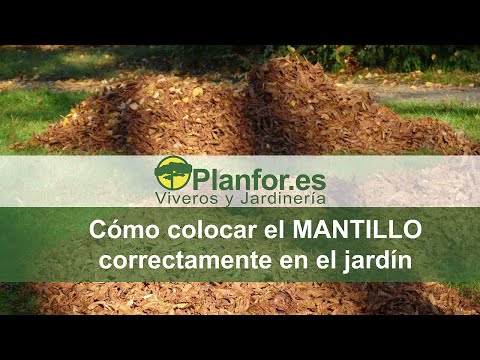 Video: Beneficios del mantillo de alfalfa: consejos sobre el uso del mantillo de alfalfa en el jardín