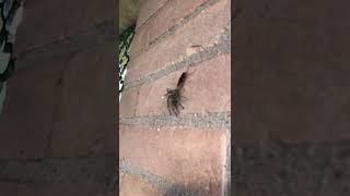 Wasp carrying a giant wolf spider in Texas #biggerintexas wolf spider #ohnoohno