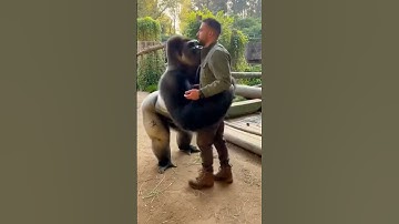 Gorilla Gives a Big Hug to a Man | Heartwarming AI Wildlife Moment #shorts #gorilla