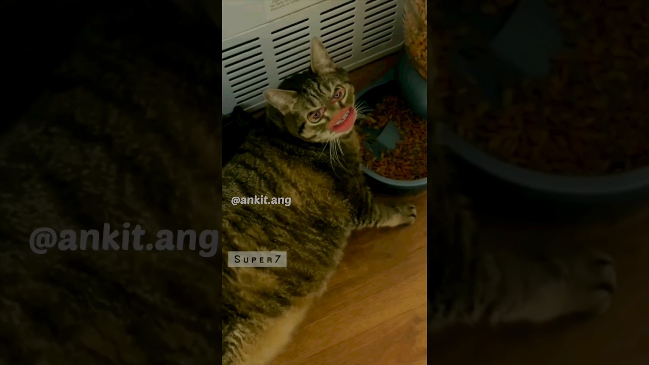 bagarbilla funny video 