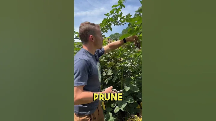 Pruning Blackberry Plants in the Summer ✂️🌱