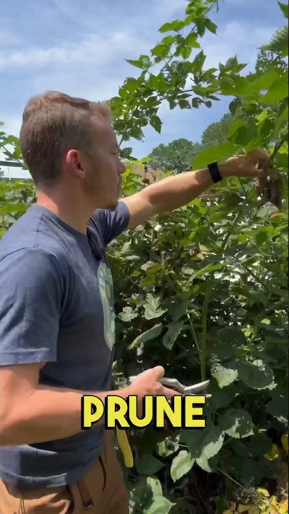 Przycinanie jeżyn latem ✂️🌱