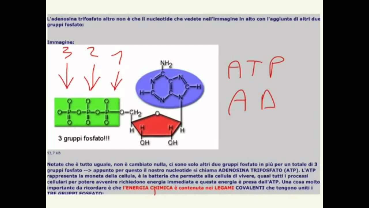 Assinale A Alternativa Correta Na Definição Da Adenosina Trifosfato Atp