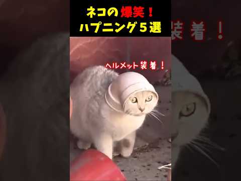 猫の面白ハプニング！５選#cat #面白集  #ねこ #笑ったら負け