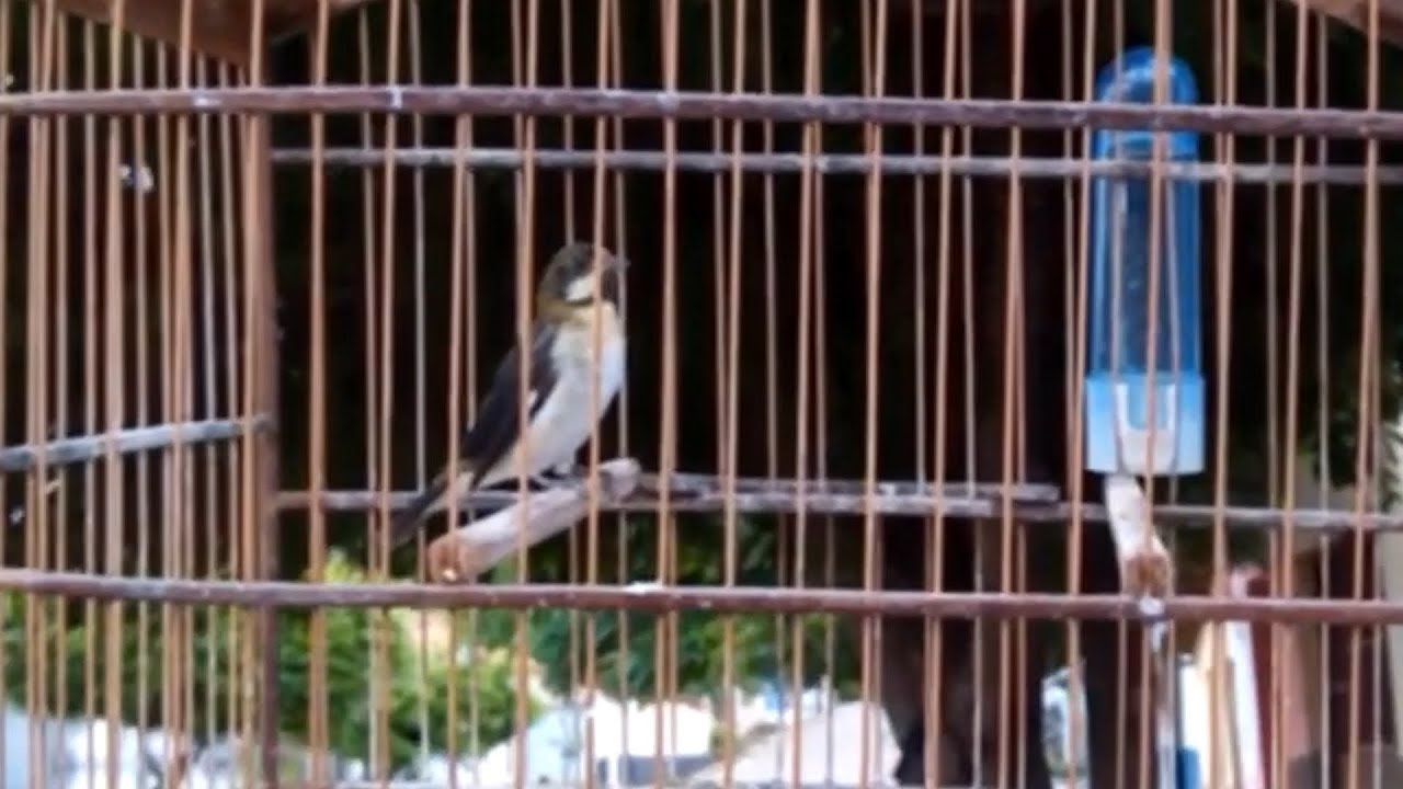 Bigodinho pintado disputando para treinar seu bigodinho!