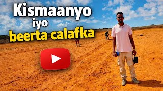 Waxaan tagay kismaanyo iyo beerta calafka