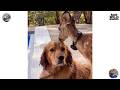 Funny Animal Clips from the Wild #shortvideo #animals #pets