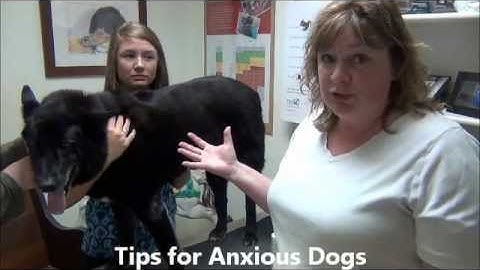 Thumbnail of Cleaning Your Pet's Ears: A Full Circle Veterinary Care Instructional Video