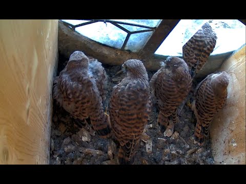 St. Peter Black Forest Kestrels Part 5 live cam preview