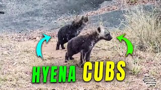 Hyena Clan and Playful Cubs Filmed Up-Close