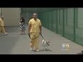 Graduation Day For Service Dogs Trained By Camden Inmates