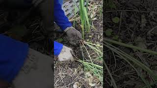 Replanting heirloom Garlic bulbs #shorts