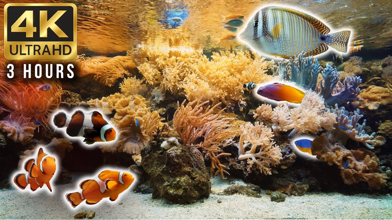 3-Hour 4K Aquarium – No Loop | Relaxing Indo-Pacific Fish Tank - YouTube