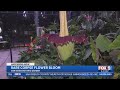 Rare 'Corpse Flower' Bloom Draws Crowds