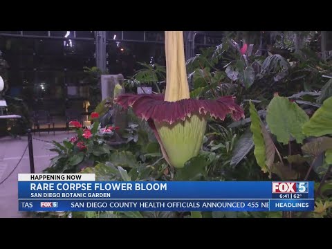 Rare 'Corpse Flower' Bloom Draws Crowds