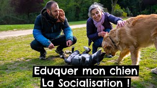 Eduquer mon chien - La Socialisation ! 🐶