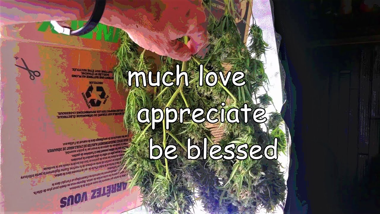 Dab125 SB Harvest (Smashberry510)