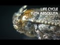 Life cycle of Tuta absoluta (tomato leaf mining moth)