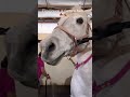 My EQ was horrendous today😖#horse #equestrianjourney #equestrian #pony #showjumping