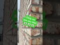 Amazing #wall holds up entire 2-story building #wallporn #amazingwalls #walldaddy