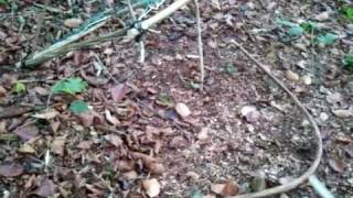 SURVIVAL TRAPS AND SNARES: Bird trap using toggle and spring trigger (www.seresurvivalexpert.co.uk)