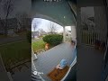 Dog Saves Baby from Fox Attack