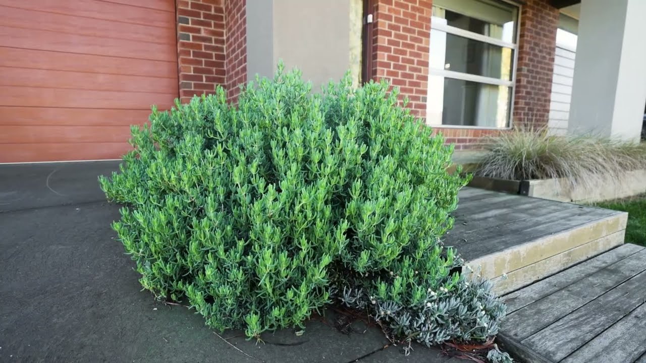 38 Stringybark Avenue, Wallan · Wilson Partners · Tahli Drusko 0436 657 505