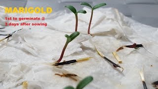 The fastest to germinate in paper towel method