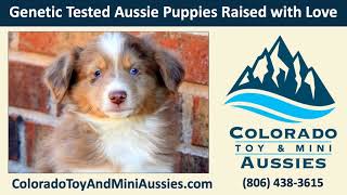 How tall does a toy Australian shepherd get? | Colorado Toy Mini Aussies | Anne Getz