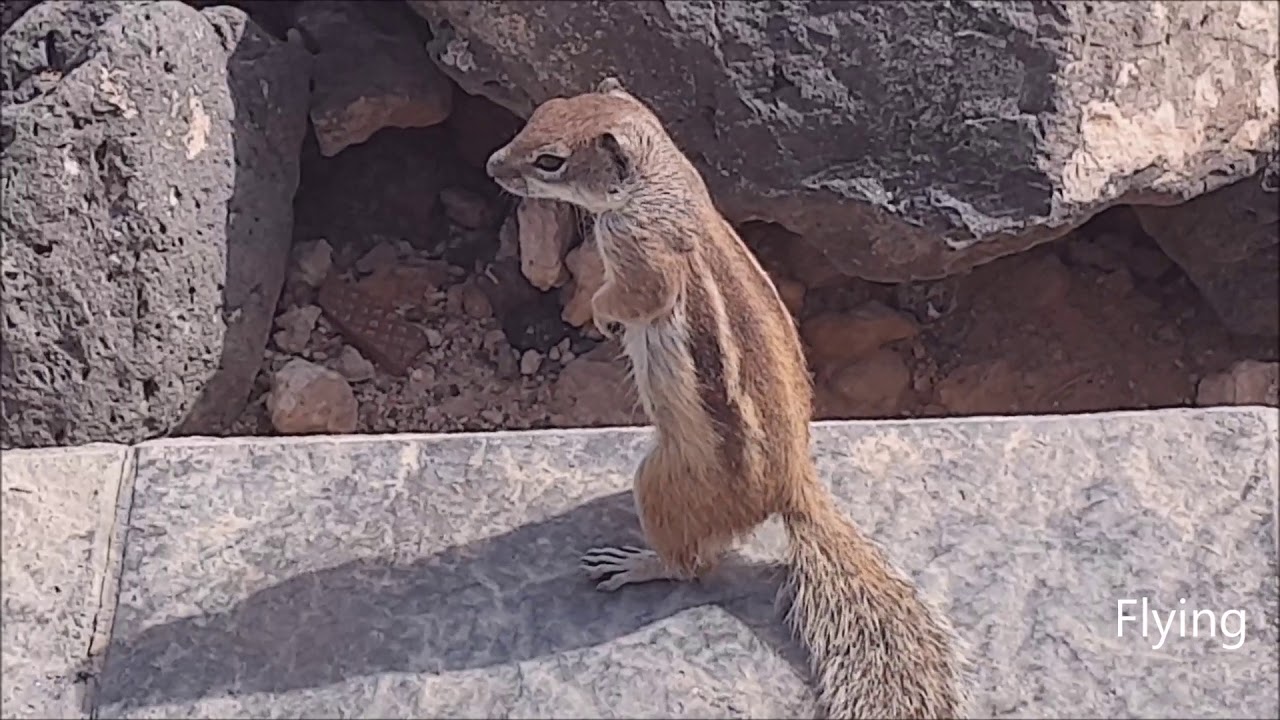 سنجاب لا ياكل غير كاجو Squirrel eat only cashew YouTube