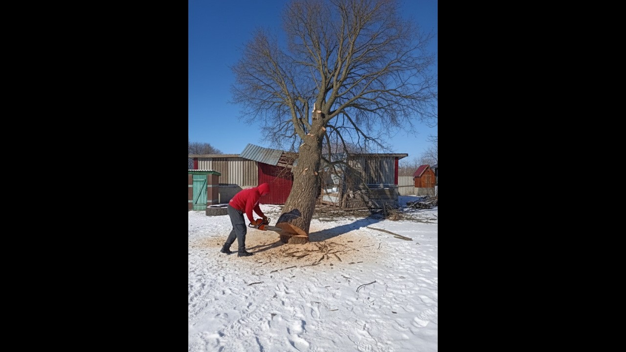 🆘ШОК‼️ ЩО БУЛО ВСЕРЕДИНІ ГНИЛОГО ДЕРЕВА ⁉️ СПИЛЮВАННЯ АВАРІЙНОГО СТОВБУРА‼️🤔💵