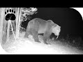 Медведи. Видео с фотоловушки. Томская область.