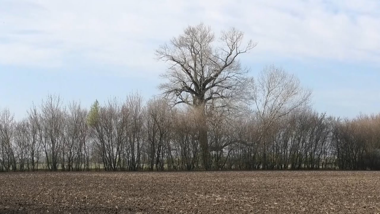 Brestovany Bucany Lesy Haje a Megastromy