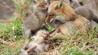 Red Fox Family Playing on Mom