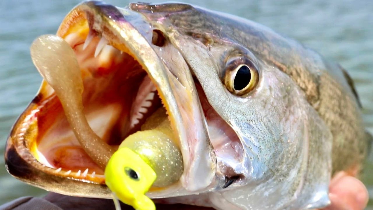 Top 3 Fishing Lures To Catch BIG Fish This Fall 