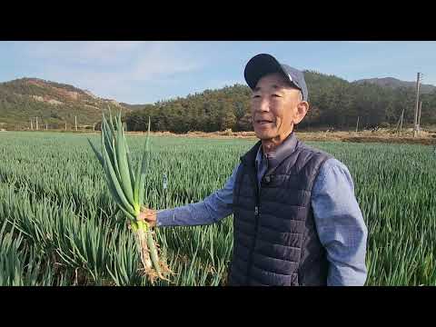 진도 대파 1년농사 1000평에 얼마벌까 촬영하다 충격 