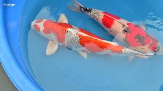 Modern Koi Blog #4650 - Delivery of Dirk's new Koi and some of his old ones