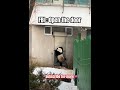 What’s going on ？kung fu panda becomes violent panda🤣功夫熊貓到暴力熊貓#panda #funny